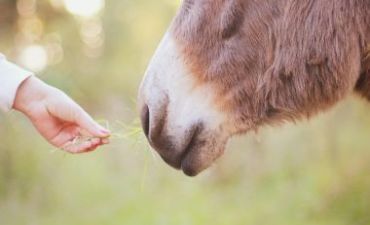 Cultivating the fruits of the Spirit: gentleness that reflects God’s strength