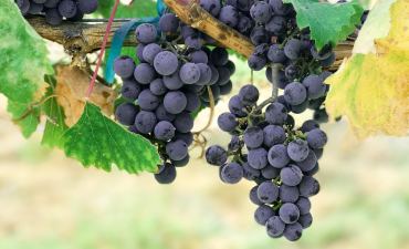 Transitioning to a new wineskin