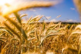 Climate change threatening global food supplies, warns Christian Aid
