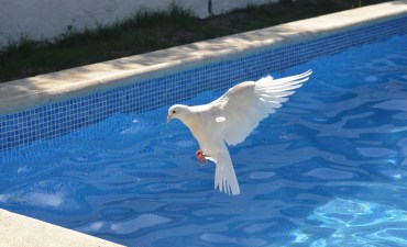The three symbols of the Holy Spirit in the Bible and what they mean