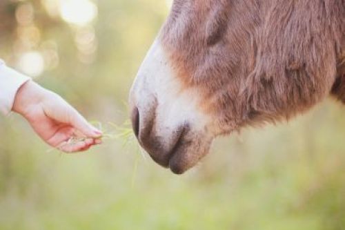 Cultivating the fruits of the Spirit: gentleness that reflects God’s strength